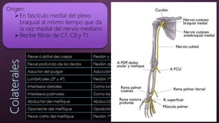 Origen:
En fascículo medial del plexo
braquial al mismo tiempo que da
la raíz medial del nervio mediano
Recibe fibras de C7, C8 y T1
 