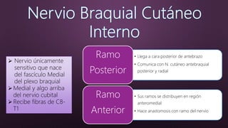  Nervio únicamente
sensitivo que nace
del fascículo Medial
del plexo braquial
Medial y algo arriba
del nervio cubital
Recibe fibras de C8-
T1
• Llega a cara posterior de antebrazo
• Comunica con N. cutáneo antebraquial
posterior y radial
Ramo
Posterior
• Sus ramos se distribuyen en región
anteromedial
• Hace anastomosis con ramo del nervio
Ramo
Anterior
 