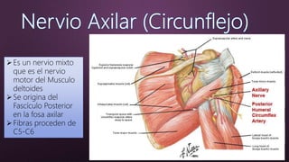 Es un nervio mixto
que es el nervio
motor del Musculo
deltoides
Se origina del
Fascículo Posterior
en la fosa axilar
Fibras proceden de
C5-C6
• Penetra al musculo por su caraRamo del Subescapular
• Dirige en sentido medial y arriba para
perderse en el musculo
N. Del Redondo mayor
• Rodea bordes posterior e inferior del
deltoides y perfora la fascia
• Tiene una comunicación con el N.
Cutáneo Braquial Medial
Ramo Cutáneo Braquial
Lateral Superior
 