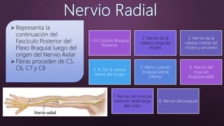 Representa la
continuación del
Fascículo Posterior del
Plexo Braquial luego del
origen del Nervio Axilar
Fibras proceden de C5,
C6, C7 y C8
1. N Cutáneo Braquial
Posterior
2. Nervio de la
cabeza Larga del
tríceps
3. Nervio de la
cabeza medial del
tríceps y ancóneo
4. N. De la cabeza
lateral del tríceps
5. Ramo cutaneo
braquial lateral
inferior
6. Nervio del
musculo
braquiorradial
7. Nervio del musculo
extensor radial largo
del carpo
8. Nervio del braquial
 