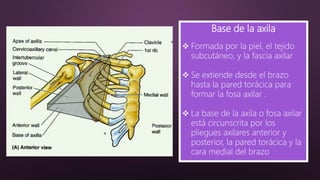 Base de la axila
 Formada por la piel, el tejido
subcutáneo, y la fascia axilar
 Se extiende desde el brazo
hasta la pared torácica para
formar la fosa axilar .
 La base de la axila o fosa axilar
está circunscrita por los
pliegues axilares anterior y
posterior, la pared torácica y la
cara medial del brazo
 