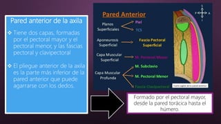 Pared anterior de la axila
 Tiene dos capas, formadas
por el pectoral mayor y el
pectoral menor, y las fascias
pectoral y clavipectoral
 El pliegue anterior de la axila
es la parte más inferior de la
pared anterior que puede
agarrarse con los dedos.
Formado por el pectoral mayor,
desde la pared torácica hasta el
húmero.
 