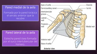Pared medial de la axila
Formada por la pared torácica
el serrato anterior que la
recubre
Pared lateral de la axila
Estrecha pared ósea formada
por el surco intertubercular del
húmero.
 