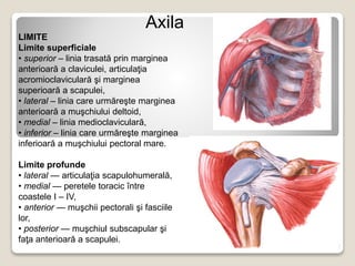 Axila | PPT