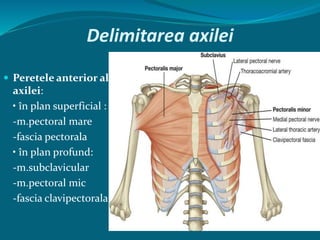 Axila.pptx