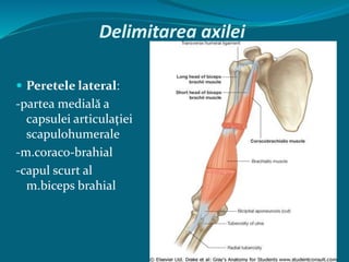 Axila.pptx