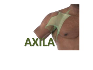 Anatomía de la axila | PPTX