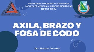 AXILA, BRAZO Y
FOSA DE CODO
UNIVERSIDAD AUTONOMA DE CHIHUAHUA
FACULTA DE MEDICINA Y CIENCIAS BIOMÉDICAS
TERAPIA FISICA
Dra. Mariana Terreros
 