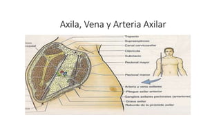 Axila, Vena y Arteria Axilar
 