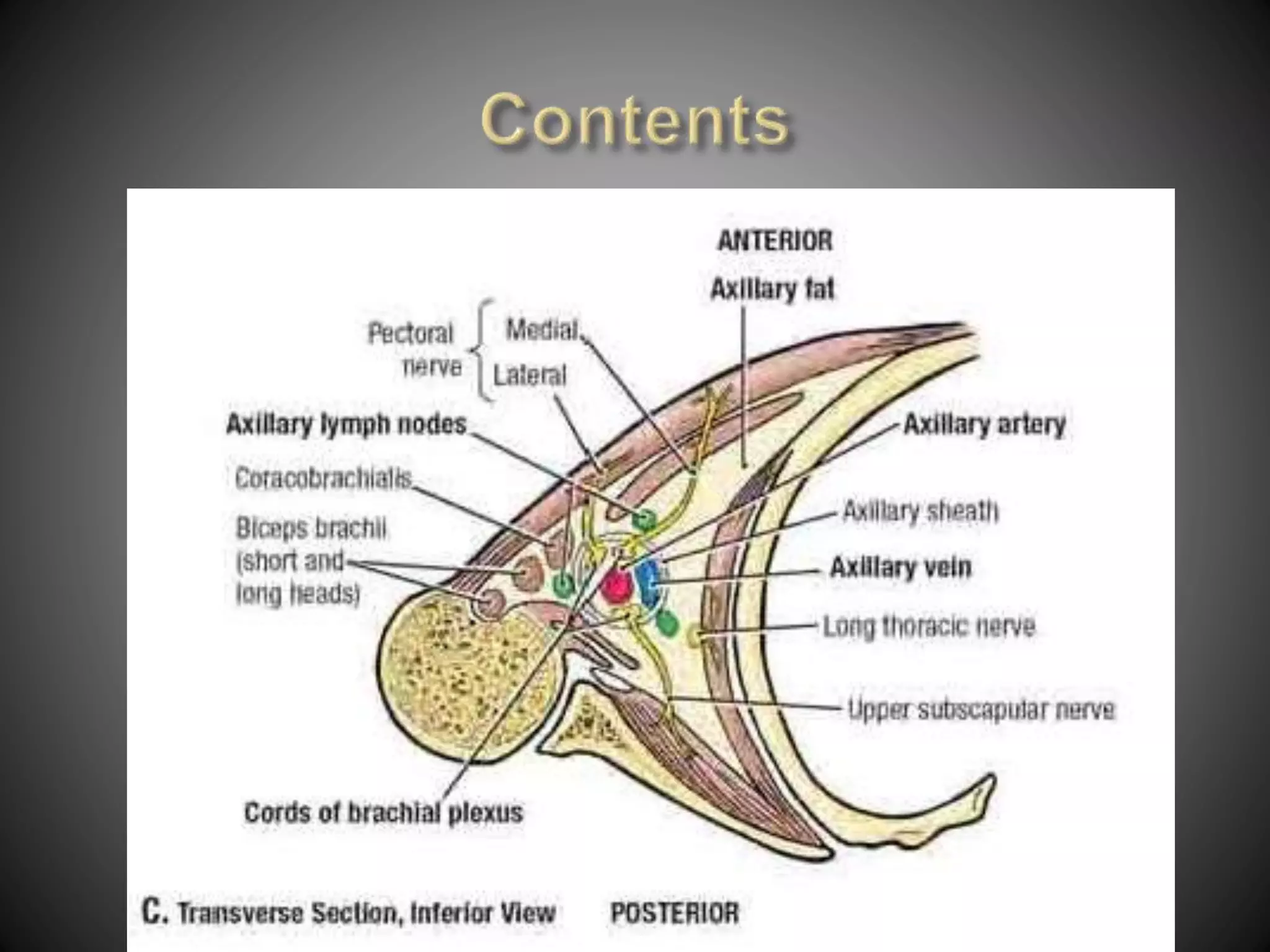 Anatomy of Axilla | PPTX
