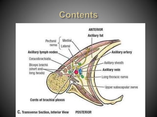 Anatomy of Axilla | PPTX