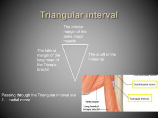 Anatomy of Axilla | PPTX