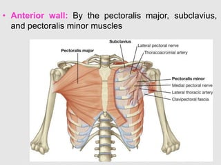 • Anterior wall: By the pectoralis major, subclavius,
and pectoralis minor muscles
 