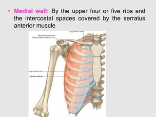 • Medial wall: By the upper four or five ribs and
the intercostal spaces covered by the serratus
anterior muscle
 