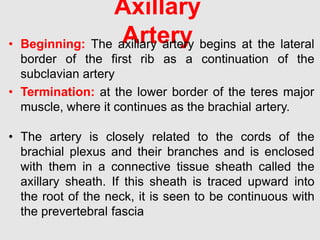 Axillary
Artery• Beginning: The axillary artery begins at the lateral
border of the first rib as a continuation of the
subclavian artery
• Termination: at the lower border of the teres major
muscle, where it continues as the brachial artery.
• The artery is closely related to the cords of the
brachial plexus and their branches and is enclosed
with them in a connective tissue sheath called the
axillary sheath. If this sheath is traced upward into
the root of the neck, it is seen to be continuous with
the prevertebral fascia
 