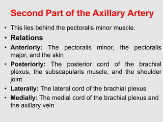 Second Part of the Axillary Artery
• This lies behind the pectoralis minor muscle.
• Relations
• Anteriorly: The pectoralis minor, the pectoralis
major, and the skin
• Posteriorly: The posterior cord of the brachial
plexus, the subscapularis muscle, and the shoulder
joint
• Laterally: The lateral cord of the brachial plexus
• Medially: The medial cord of the brachial plexus and
the axillary vein
 