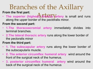 Branches of the Axillary
Artery
From the first part:
• The superior (highest) thoracic artery is small and runs
along the upper border of the pectoralis minor.
From the second part:
• 1.The thoracoacromial artery immediately divides into
terminal branches.
• 2.The lateral thoracic artery runs along the lower border of
the pectoralis minor
From the third part:
• 1. The subscapular artery runs along the lower border of
the subscapularis muscle.
• 2. The anterior circumflex humeral artery wind around the
front of the surgical neck of the humerus.
• 3. posterior circumflex humeral artery wind around the
back of the surgical neck of the humerus
 