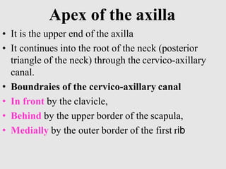Apex of the axilla
• It is the upper end of the axilla
• It continues into the root of the neck (posterior
triangle of the neck) through the cervico-axillary
canal.
• Boundraies of the cervico-axillary canal
• In front by the clavicle,
• Behind by the upper border of the scapula,
• Medially by the outer border of the first rib
 