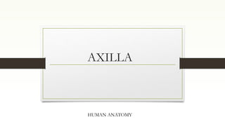 AXILLA
HUMAN ANATOMY
 