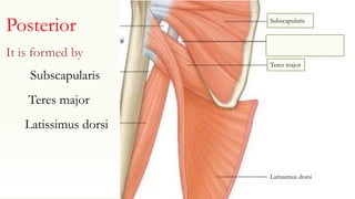 Posterior
Subscapularis
Teres major
Latissimus dorsi
It is formed by
Latissimus dorsi
Teres major
Subscapularis
 