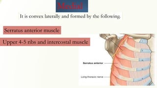 Medial
It is convex laterally and formed by the following.
Serratus anterior muscle
Upper 4-5 ribs and intercostal muscle
 