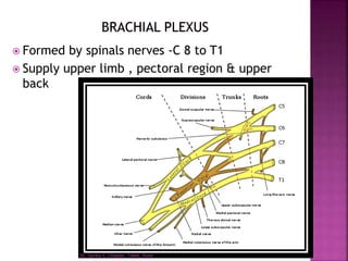 Formed by spinals nerves -C 8 to T1
 Supply upper limb , pectoral region & upper
back
Dr. Sarika S. Chopde, TAMV, Pune
 