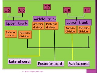 C 5 C 6 T 1
C 8
C 7
Upper trunk
Middle trunk
Lower trunk
Anterior
division
Posterior
division
Lateral cord
Medial cord
Posterior cord
Anterior
division
Posterior
division Posterior
division
Anterior
division
Dr. Sarika S. Chopde, TAMV, Pune
 