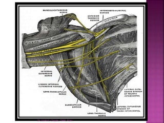 Dr. Sarika S. Chopde, TAMV, Pune
 