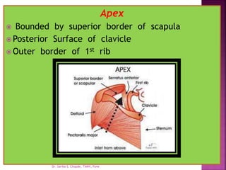 Apex
 Bounded by superior border of scapula
 Posterior Surface of clavicle
 Outer border of 1st rib
Dr. Sarika S. Chopde, TAMV, Pune
 
