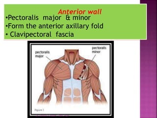 •Pectoralis major & minor
•Form the anterior axillary fold
• Clavipectoral fascia
Anterior wall
Dr. Sarika S. Chopde, TAMV, Pune
 