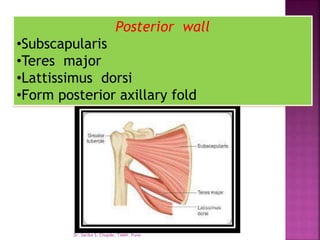 Posterior wall
•Subscapularis
•Teres major
•Lattissimus dorsi
•Form posterior axillary fold
Dr. Sarika S. Chopde, TAMV, Pune
 