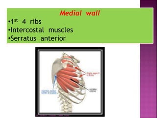 Medial wall
•1st 4 ribs
•Intercostal muscles
•Serratus anterior
Dr. Sarika S. Chopde, TAMV, Pune
 