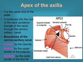 Axilla.pptx