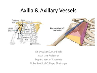 Axilla & Axillary Vessels
Dr. Diwakar Kumar Shah
Assistant Professor
Department of Anatomy
Nobel Medical College, Biratnagar
 