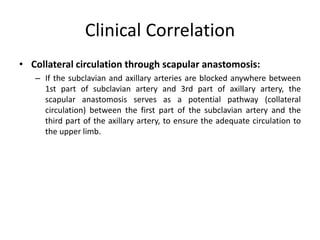 Clinical Correlation
• Collateral circulation through scapular anastomosis:
– If the subclavian and axillary arteries are blocked anywhere between
1st part of subclavian artery and 3rd part of axillary artery, the
scapular anastomosis serves as a potential pathway (collateral
circulation) between the first part of the subclavian artery and the
third part of the axillary artery, to ensure the adequate circulation to
the upper limb.
 