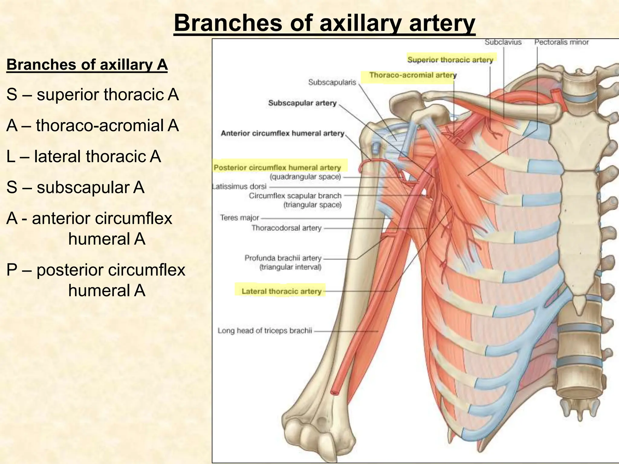 Axilla gross anatomy of human being in medicine | PPT