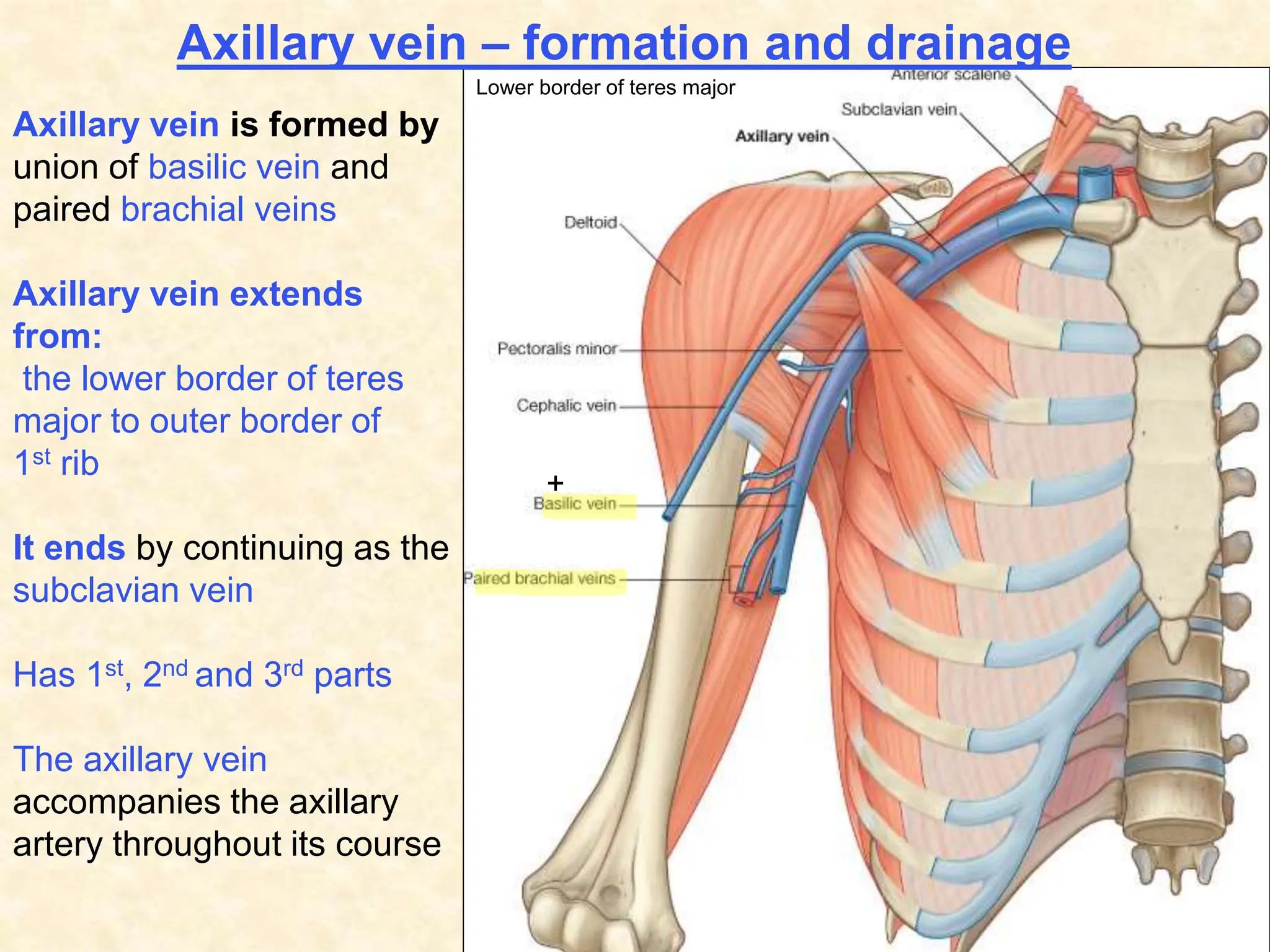Axillar Ribs Axilla gross anatomy of human being in medicine | PPT