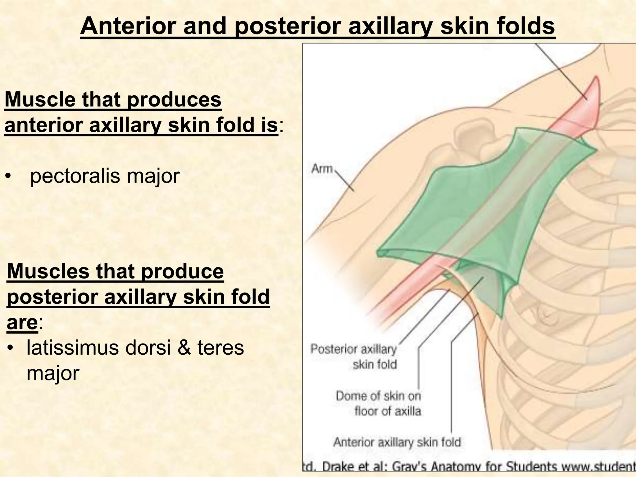 Posterior Axillary Fold Muscles