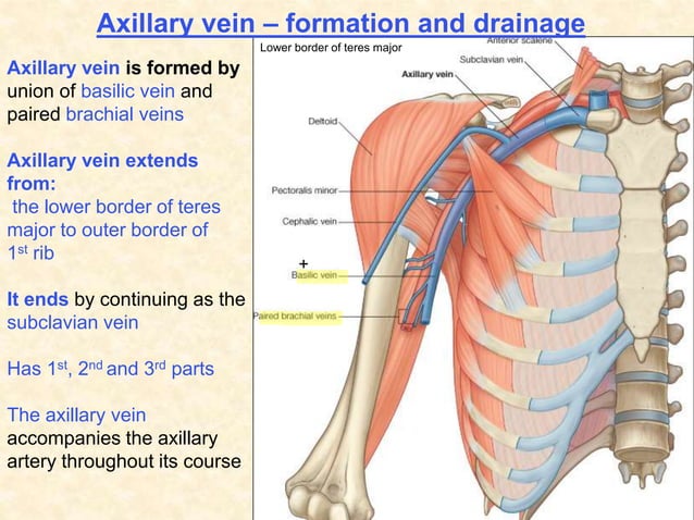 Axilla gross anatomy of human being in medicine | PPT
