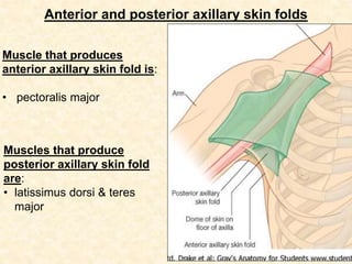 Axilla gross anatomy of human being in medicine | PPTX