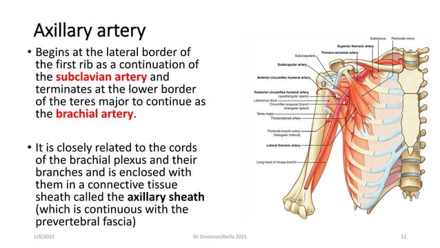 ANATOMY OF THE UPPER LIMBSSAxilla 2.pdf