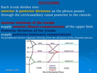 DIVISIONS
Each trunk divides into:
anterior & posterior divisions as the plexus passes
through the cervicoaxillary canal posterior to the clavicle.
Anterior divisions of the trunks
supply anterior (flexor) compartments of the upper limb
Posterior divisions of the trunks
supply posterior (extensor) compartments.
No peripheral nerves originate directly from the divisions of the brachial plexus.
October 2, 2023 31
 