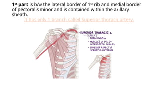 Axillar Ribs Comprehensive Overview of Axilla Anatomy and Neurovascular Structures ...