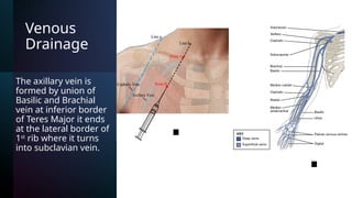 Comprehensive Overview of Axilla Anatomy and Neurovascular Structures ...
