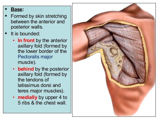 Posterior Axillary Fold Thoracic Wall Surface Anatomy