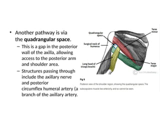 AXILLA AND BRACHIAL PLEXUS GROSS ANATOMY (1).pptx