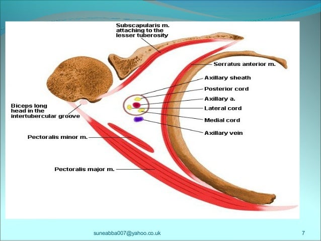Axilla and brachial plexus abba