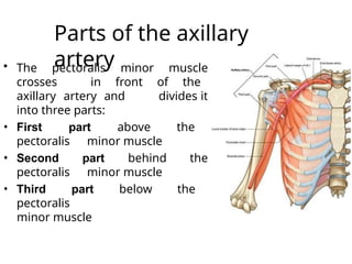 Axilla and its contents with clinical application | PPTX