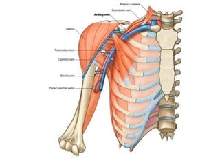 Axilla and its contents with clinical application | PPTX