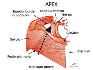 Axilla and its content with clinical applications | PPTX